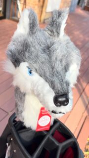 グレイソンwolfヘッドカバー再入荷しました😊

#daikanyamagolfclub #golfheadcovers #golfbag 
#dutyfreeshop #labgolfputters #golf #greyson 
#代官山ゴルフ倶楽部 #キャディバック #ベッドカバー 
#ゴルフバッグ #ゴルフ #スタンドバッグ #免税店 
#ラブゴルフ正規販売店 #labgolf正規販売店 #代官山 
#パターフィッティング #クラブフィッティング