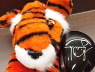 tiger⑭
